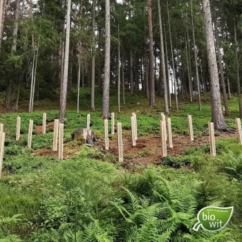 25 x Forst Baumschutzhülle, BioWit FMX - Höhe 120 cm, Verbiss- und Fegeschutz