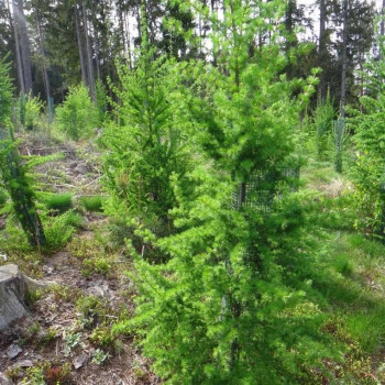 25 x Forst Baumschutzhülle, H: 120 cm, Ø 20 cm Stamm-, Fege-, & Verbissschutz