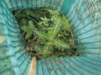 25 x Baumschutzhülle, Freiwuchs 500 - Höhe 120 cm, Ø ca. 29-30 cm, Verbissschutz