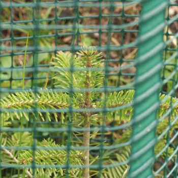 25 x Baumschutzhülle, Freiwuchs 500 - Höhe 120 cm, Ø ca. 29-30 cm, Verbissschutz